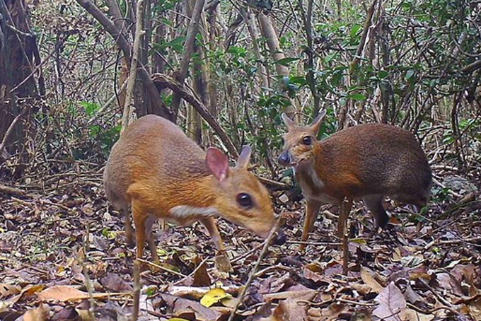 Cheo cheo lưng bạc không nằm trong danh mục động vật rừng nguy cấp, quý hiếm