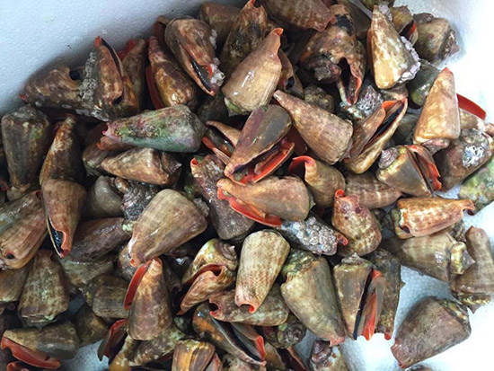 Nghiệm thu đề tài quy trình kỹ thuật sản xuất giống nhân tạo ốc nhảy