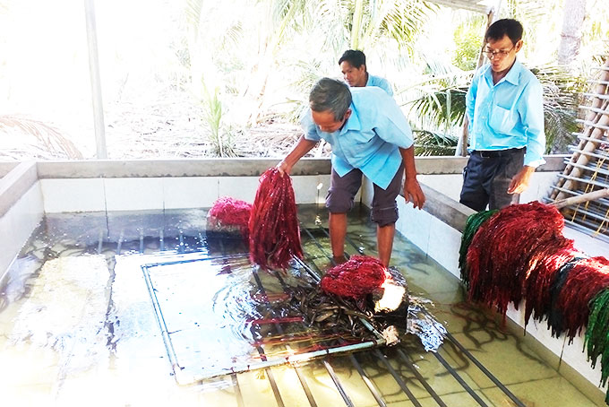 Một hộ nông dân ở Vạn Phú với mô hình nuôi lươn không bùn. 
