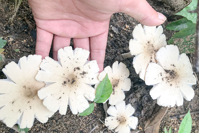 Săn nấm mối đầu mùa