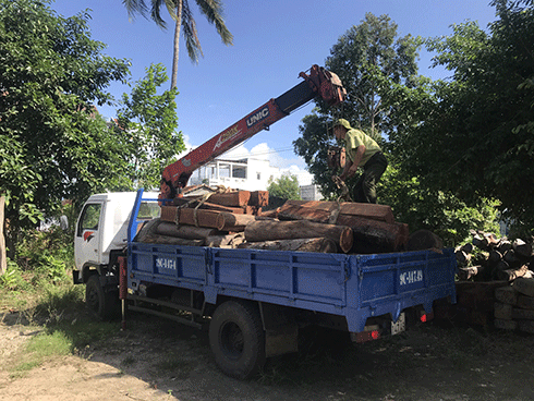  Số gỗ căm xe được đưa về tạm giữ tại Hạt Kiểm lâm Ninh Hòa để tiếp tục xử lý