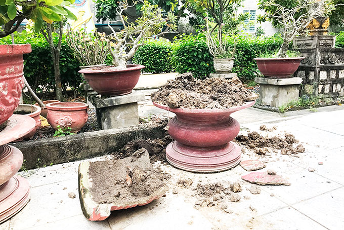 Mất cây cảnh ở Khu tưởng niệm Bác Hồ của gia đình ông Bùi Xuân Phước