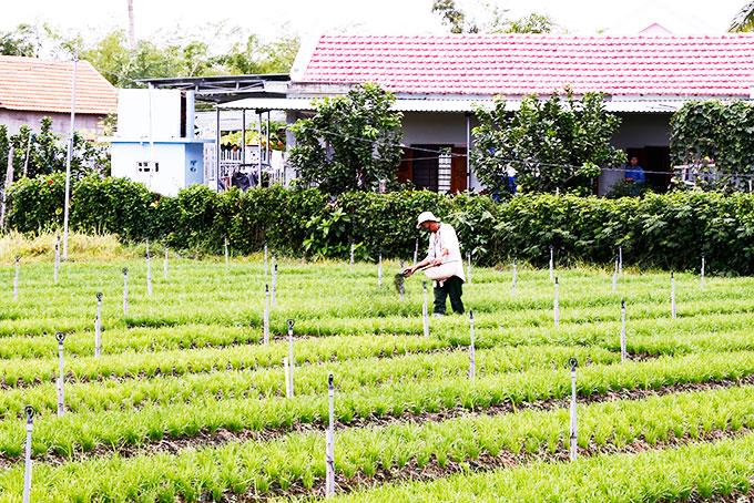 Nông dân Ninh Hòa chuyển từ trồng lúa sang trồng hẹ trong năm 2019.