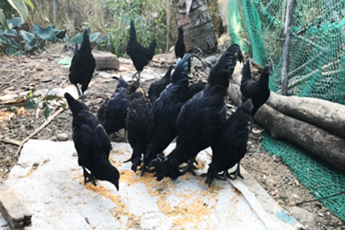 Nuôi gà mặt quỷ cho thu nhập cao