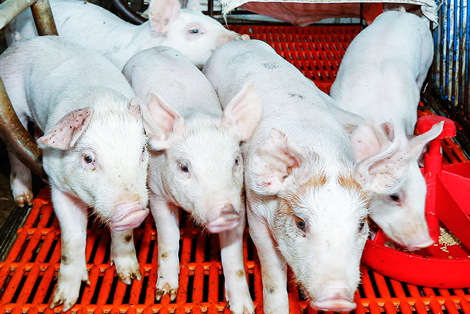 Dịch tả heo châu Phi tạm lắng