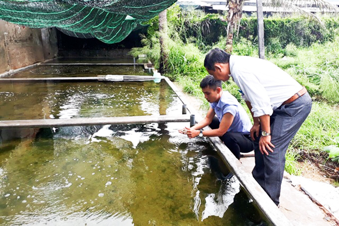 Thạc sĩ Nguyễn Khánh Nam kiểm tra mô hình nuôi sá sùng trong bể xi măng.