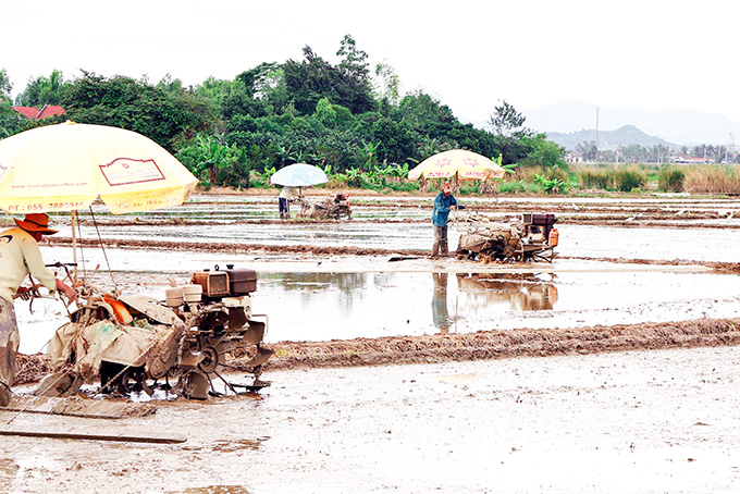 Nông dân Diên Khánh tập trung làm đất sản xuất lúa đông xuân.