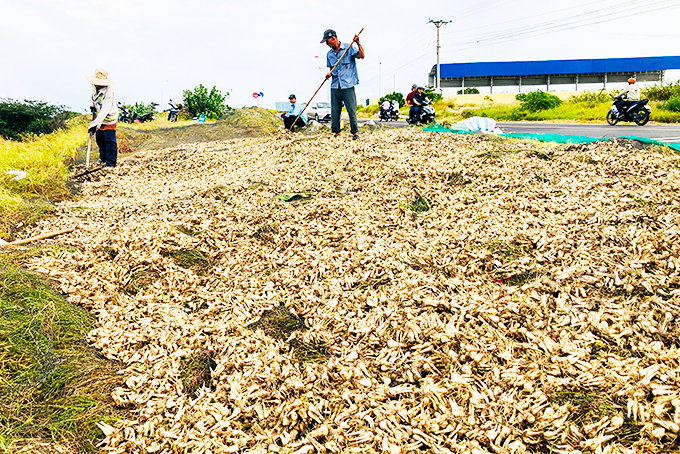 Gia đình ông Hưng (Cam Hiệp Nam, Cam Lâm) tập trung phơi kiệu. 