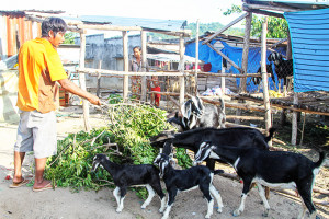 Cam Ranh: Nan giải hoàn thành chuẩn nông thôn mới