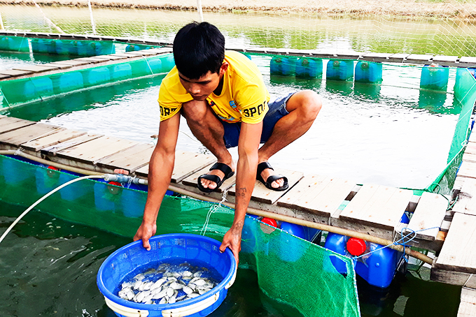 Sản xuất thành công giống cá bè vẩu