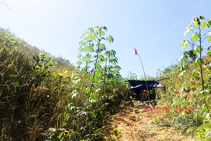 Người dân xã Giang Ly dựng lán trại  trên đất rừng lấn chiếm để ở, canh tác.