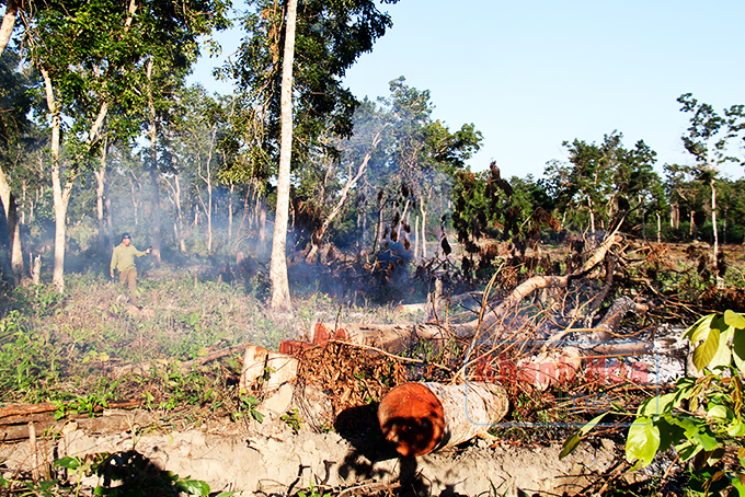Một góc rừng căm xe Ninh Tây bị tàn phá nặng nề.