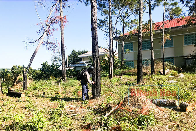 Một diện tích rừng thông  tại xã Ba Cụm Nam bị cưa hạ.