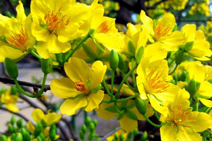 Triển khai các hoạt động phòng, chống tội phạm dịp Tết trong lực lượng thanh niên