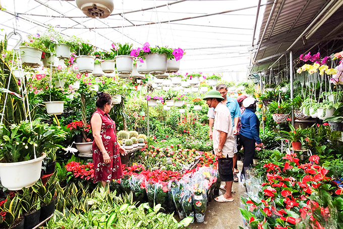 Nhộn nhịp thị trường cây cảnh, hoa Tết
