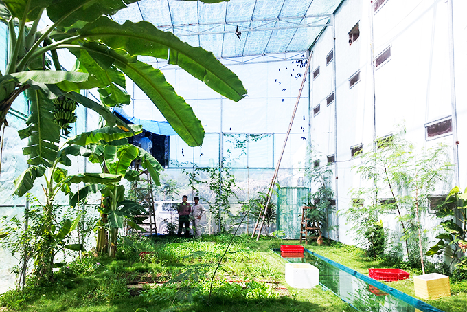 Cứu hộ chim yến đảo