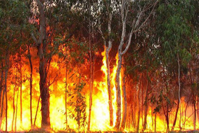 Cháy rừng dữ dội ở Australia. Ảnh: ABC.