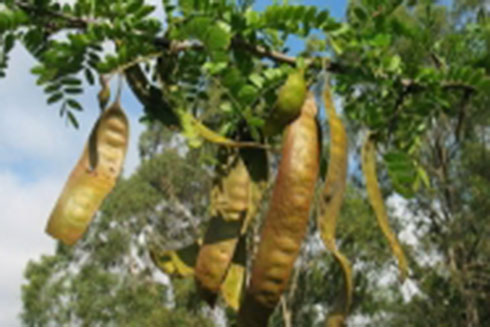 Thuốc hay từ bồ kết