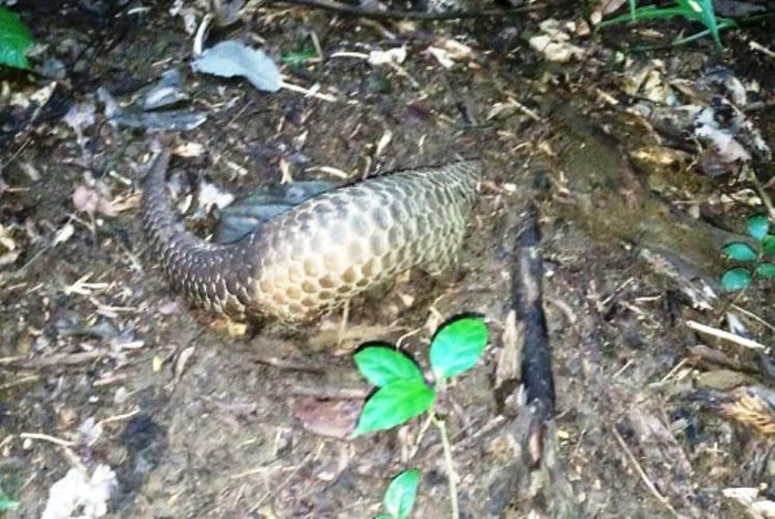 Toàn tỉnh Khánh Hòa có 46 cơ sở nuôi động vật hoang dã