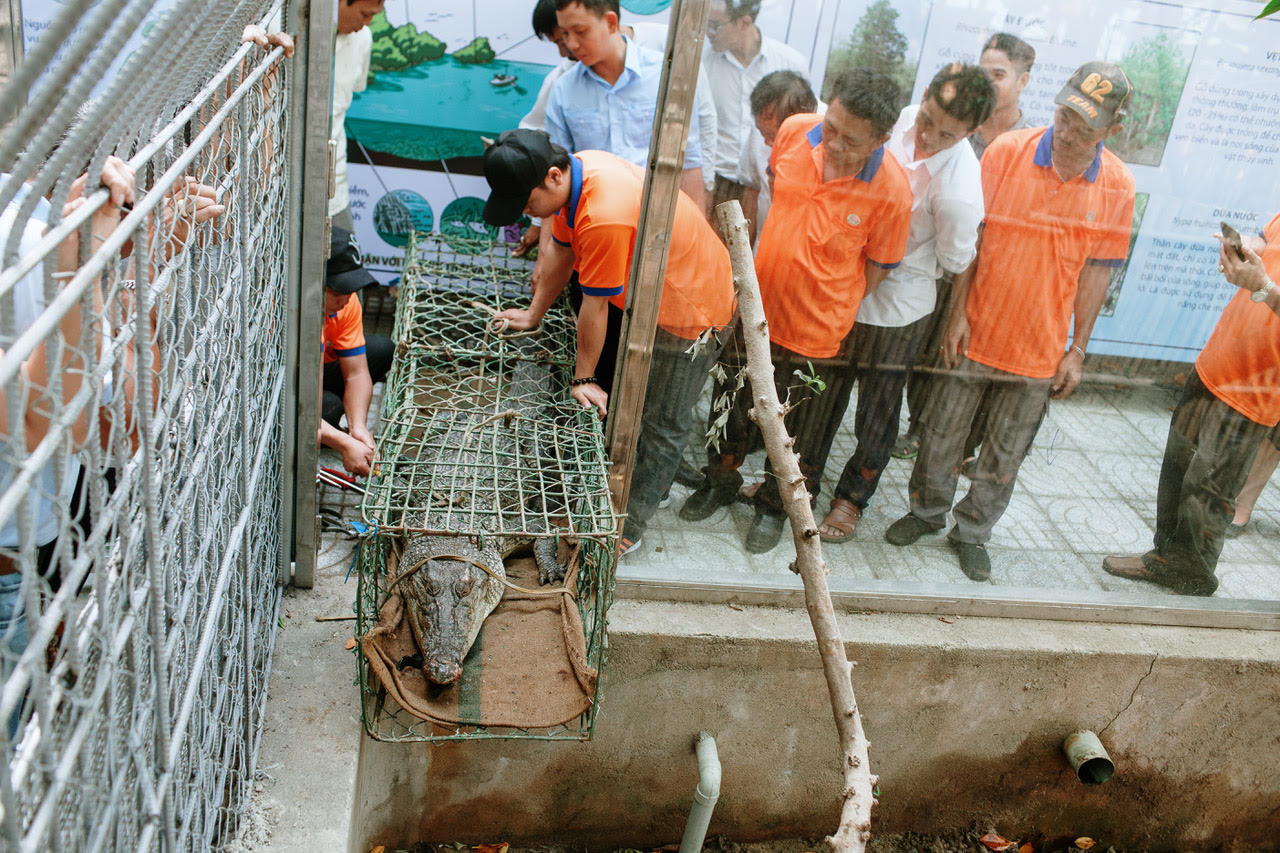 Viện Hải dương học tiếp nhận 2 cá thể cá sấu Hoa Cà