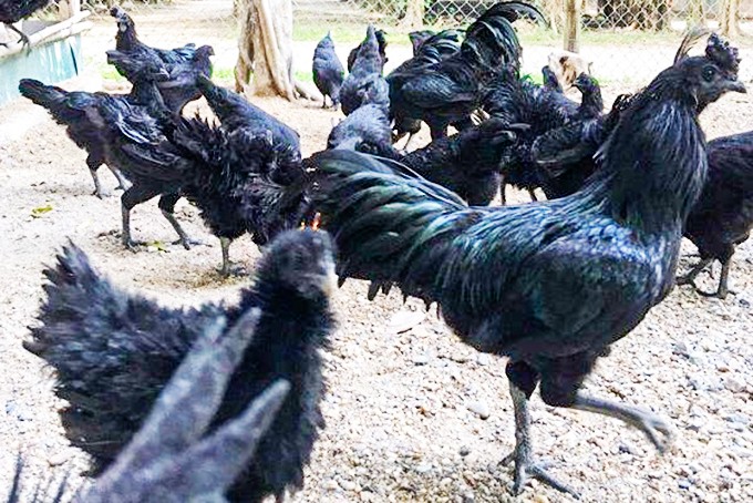 Khan hiếm gà mặt quỷ