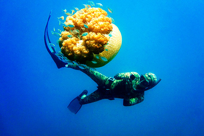 Người chơi freedive chụp lại hình ảnh một chú sứa đang bơi lội.