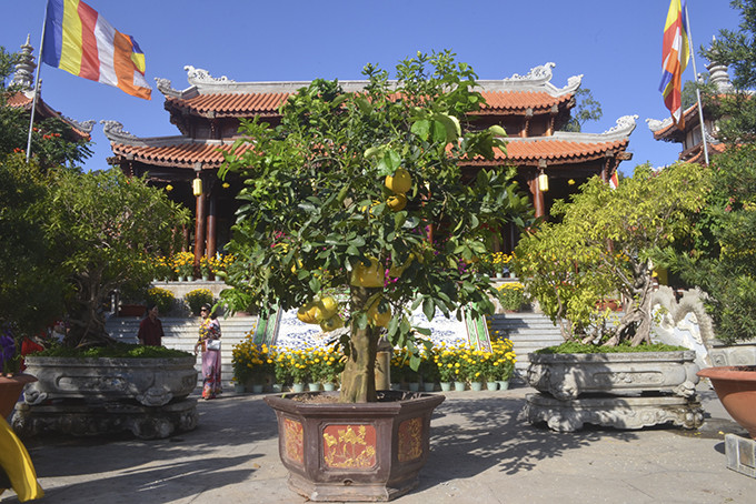 Một cây bưởi Diễn tại chùa Long Sơn.