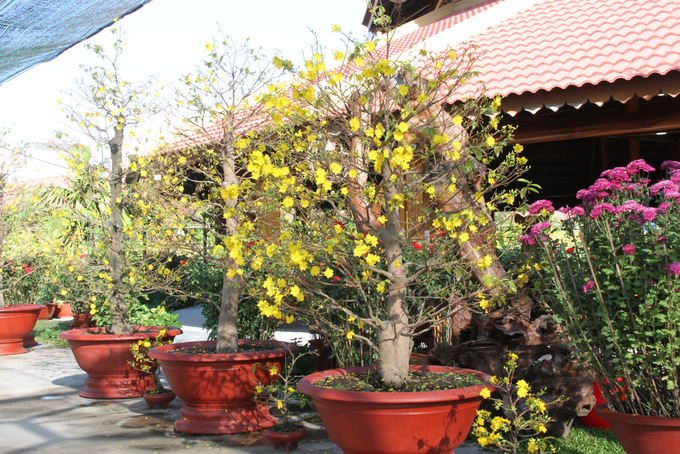  Hoa mai nở vàng khắp Làng nghề Trường Sơn