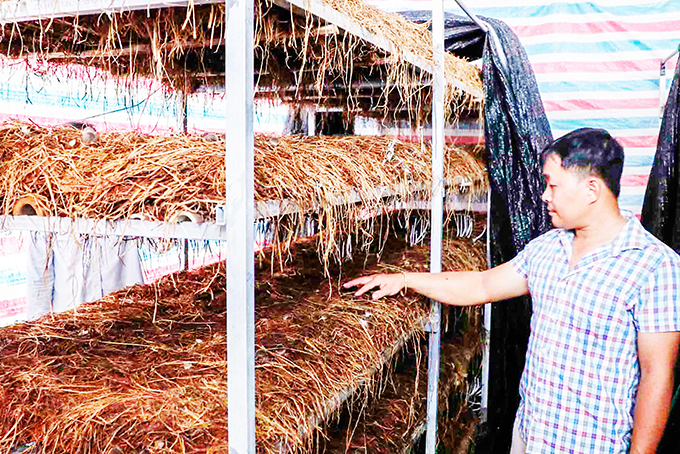 Mô hình trồng nấm rơm tại xã Vạn Lương (Vạn Ninh) bước đầu hiệu quả. 