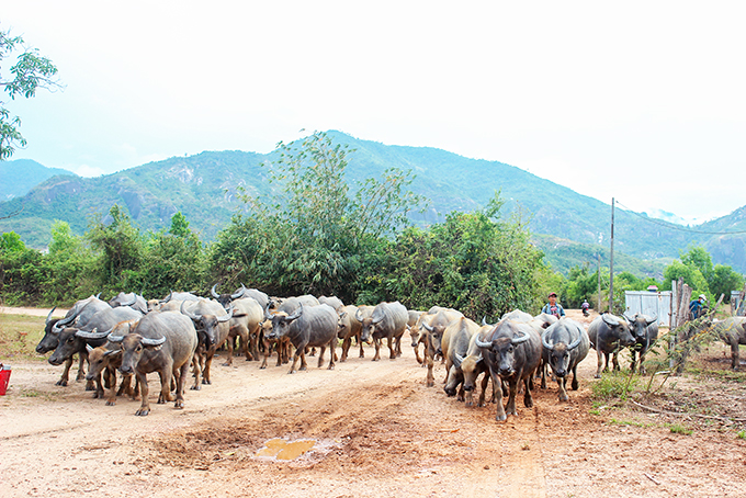 Hoàn thiện quy trình chẩn đoán, điều trị bệnh sán lá gan lớn ở trâu, bò: Giúp ích cho người nuôi