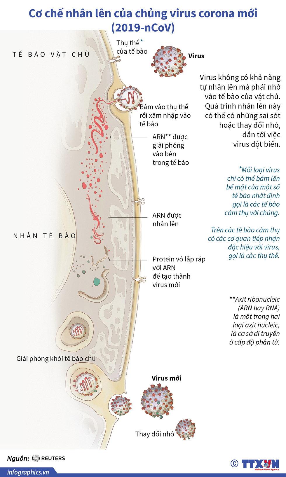 Cơ chế nhân lên của chủng virus corona mới (2019-nCoV)