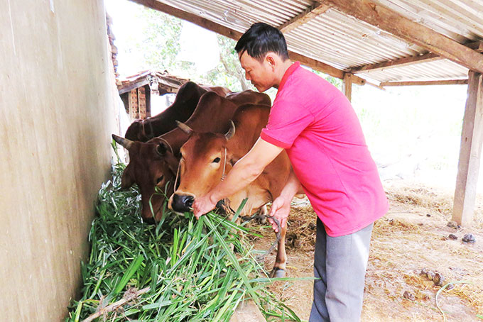 Ông Lương Đình Chinh chăm sóc bò được mua bằng nguồn vốn vay ưu đãi. 