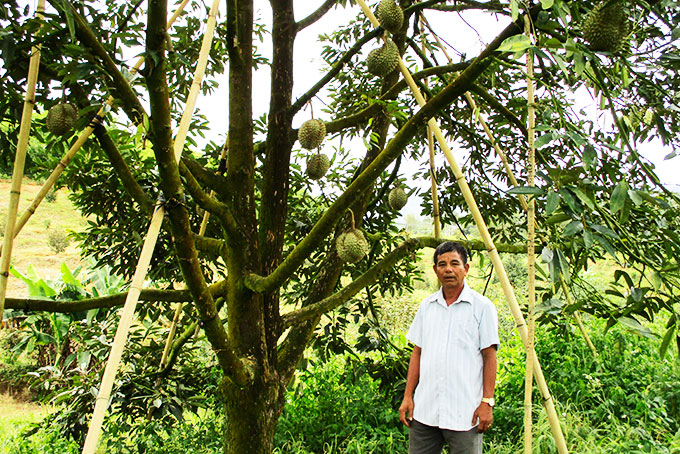 Nông dân Mai Văn Khang  bên vườn sầu riêng của gia đình.