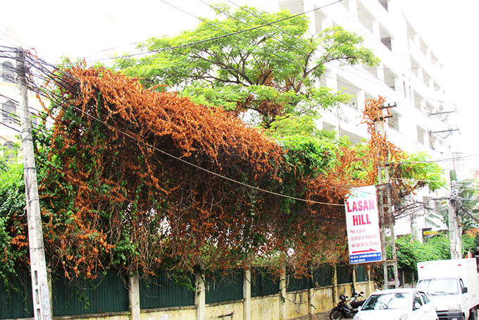 Cây leo phủ cáp viễn thông