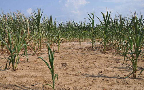 Triển khai các biện pháp cấp bách phòng, chống hạn, thiếu nước và xâm nhập mặn