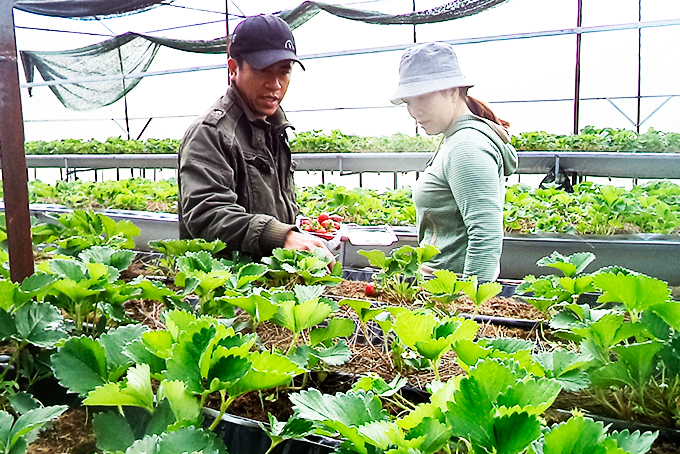 Khánh Sơn: Kết quả khả quan từ mô hình trồng dâu tây