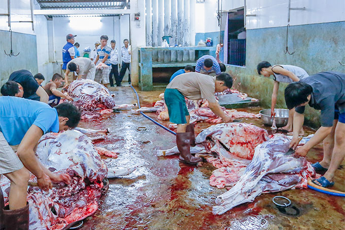  Một cơ sở giết mổ bò tại Nha Trang