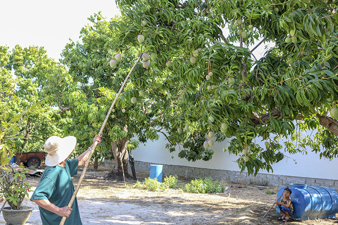 Farmers in Cam Lam District picking mangoes