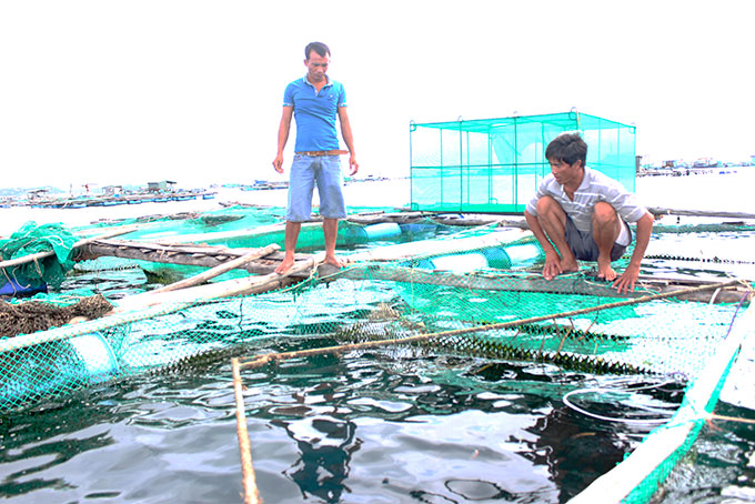 Người dân kiểm tra cá bớp nuôi tại Cam Ranh