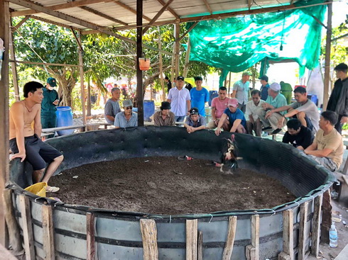 Bắt sới gà trên đảo Trí Nguyên