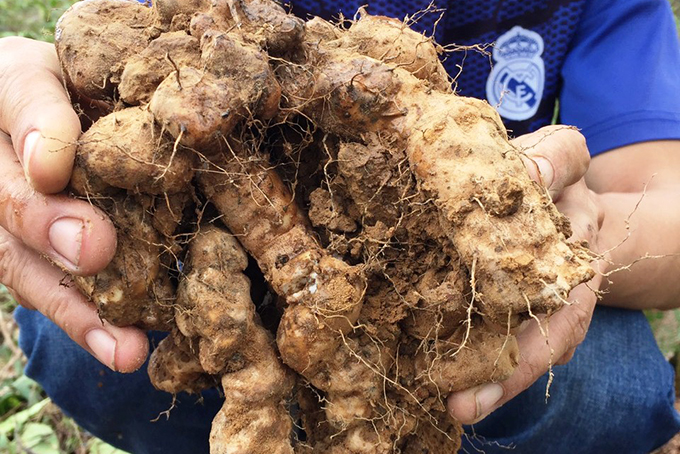 Khánh Hòa có trang trại dược liệu hơn 80ha