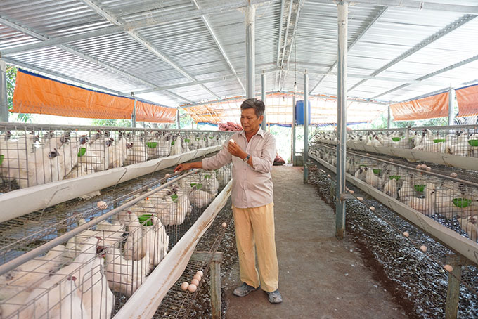 Không để dịch chồng dịch trên gia súc, gia cầm