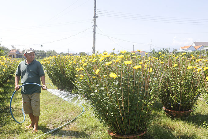Người dân phường Ninh Giang chăm sóc hoa cúc.