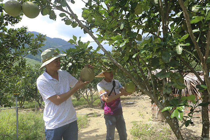 A green-skin grapefruit orchard in Khanh Vinh District, Khanh Hoa Province