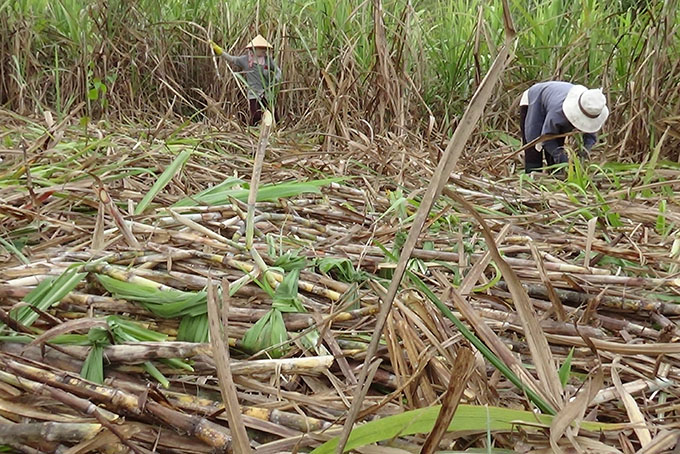 Khánh Vĩnh: Đã thu hoạch 95% diện tích mía niên vụ 2019 - 2020