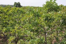 Xã Cam Thành Nam, Cam Ranh: Gặp khó trong chuyển đổi cây trồng