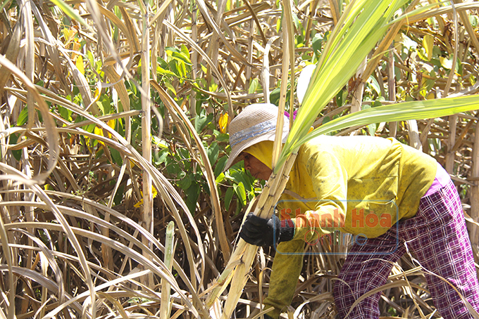 Rà soát diện tích cây mía đường kém hiệu quả