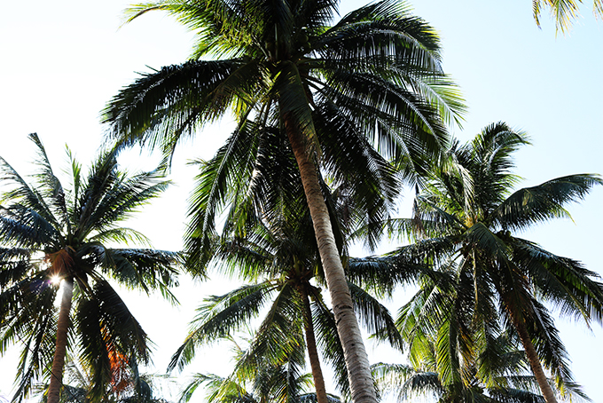 Vườn dừa ở công viên bờ biển Nha Trang đã hồi phục.