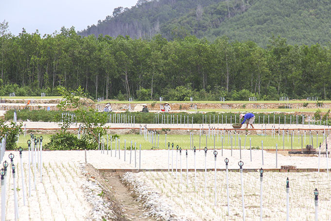 A garlic growing area in Van Hung Commune, Van Ninh District, Khanh Hoa Province