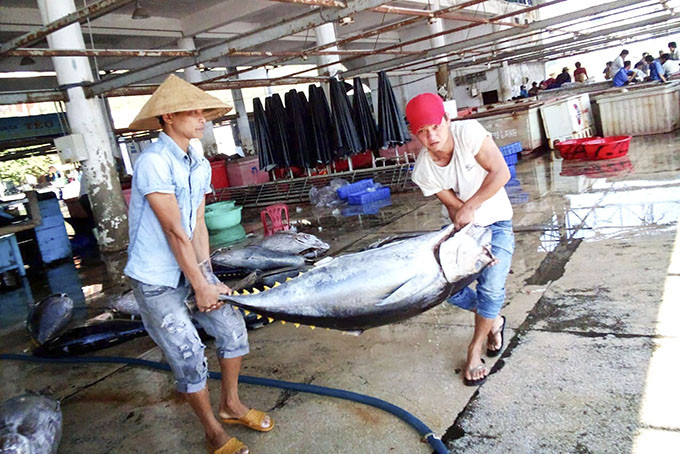 Carrying a tuna at Hon Ro port